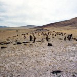 An array of funerary pillars where human remains have been dated to circa 800 BCE