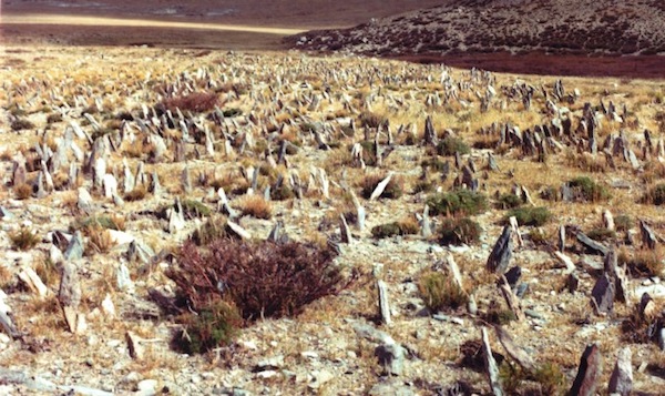 Fig. 15: Some of the many pillars in one of the lower concourses at Yul Khambu. Originally there were around 3000 stones in this one array. A veritable forest of standing stones, it is now overgrown with the bush known as drama (gra-ma) and other vegetation