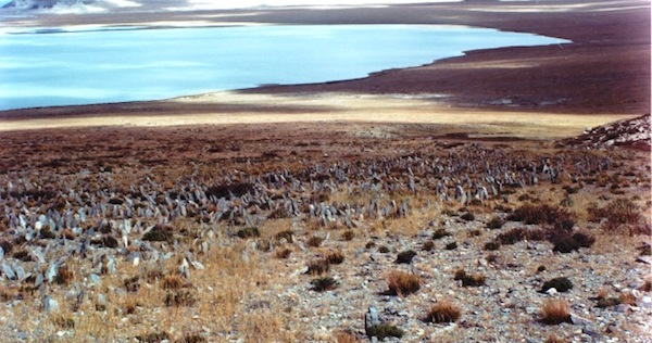 Fig. 16: Another image of the concourse of standing stones in fig. 15. Below the site is one of the many thousands of lakes on the Changthang.