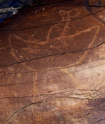 Fig. 6. Far western Tibet. This unusually large khyung (50 cm in length) sports a rather small set of horns. It was first documented on the UTRAE II. Like many other rock art specimens, it has a long thin neck. The tail and wings are thokcha-like in form. Protohistoric period.  