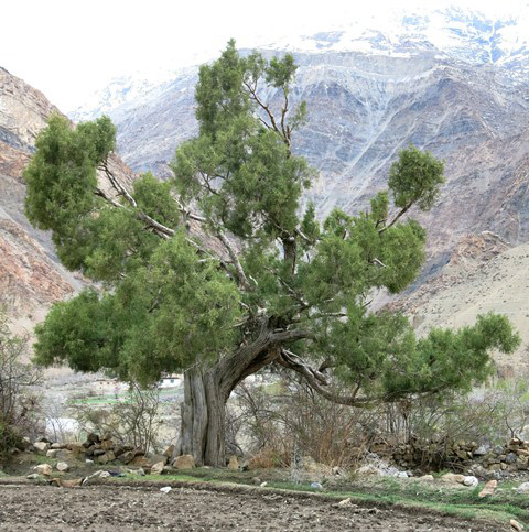 Fig. 12. A sacred juniper in the village of Poh.