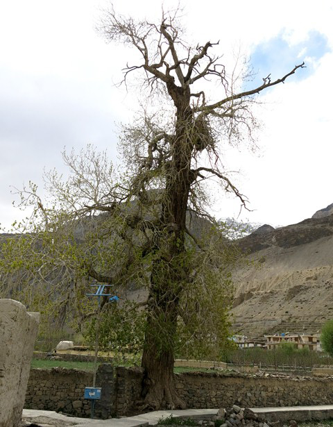 Fig. 14. A sacred poplar tree in Tabo, the haunts of local spirits. This might be the oldest specimen of this species in Spiti.