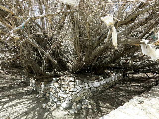 Fig. 19. An ancient willow tree at the temple in Lhalung. According to local folklore, it sprouted when the famous propagator of Buddhism, Lotswa Rinchen Sangpo planted his walking stick in the ground at this location. It appears that this action subdued the local water spirits, permitting a Buddhist chapel to be founded there.