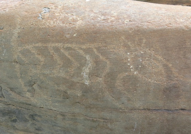 Fig. 1. A tiger petroglyph (32 cm long) finely etched on the giant boulder of Sumdo 2. The positions of the four legs appear to simulate movement. Iron Age.