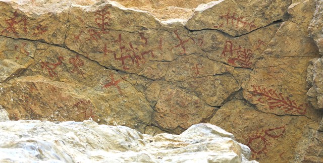 Fig. 81. A view the rock ceiling on which fig. 78 is situated. There are a number of swastikas and trees among these pictographs as well as the bird and anthropomorph of fig. 21. Protohistoric or Early Historic period.