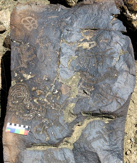 Fig. 10.4. Visible on this boulder are several wild caprids, a spiral (middle left side), archer (middle right side), and a geometric design consisting of an oval with branching interior (upper left side). Most figures date to the Protohistoric period.