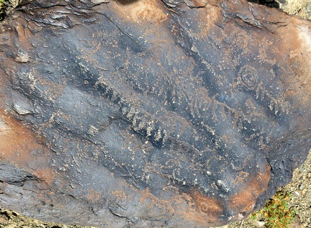 Fig. 13.6. A number of wild caprids arrayed diagonally across a boulder. Note the spiral on the upper right side of the rock. Protohistoric period.