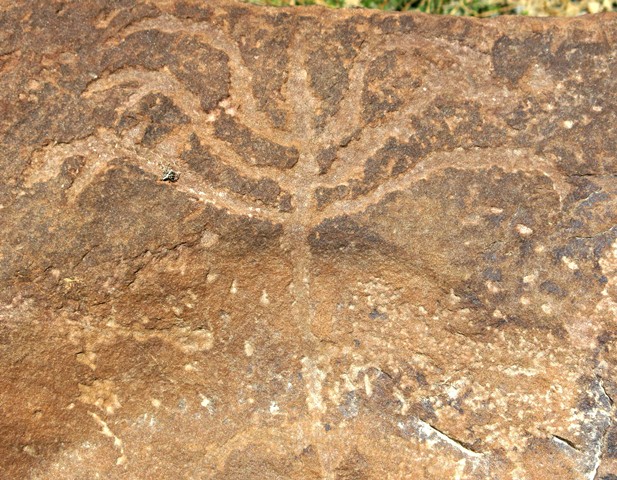 Fig. 14.66. A tree-like subject with seven branches some of which are forked (23 cm wide). Protohistoric period.