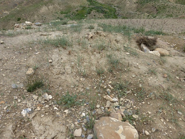 Fig. 42. Site of tomb unearthed by Mr. Palden Dhondrup at Kibbar. Photo courtesy of SRAHS.