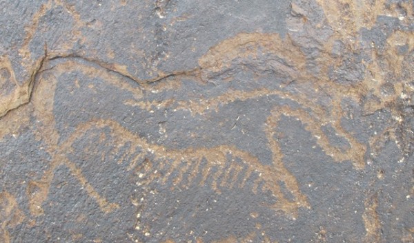 Fig. 18. An older carving of a wild yak found in close proximity to Rock Art Village. This petroglyph appears to date to the Iron Age. Note the barbed belly fringe, a characteristic motif of wild yak rock art in Upper Tibet. This yak was more adeptly carved than later examples of rock art at Rock Art Village. It also has a more developed patina, an indication of advanced age.