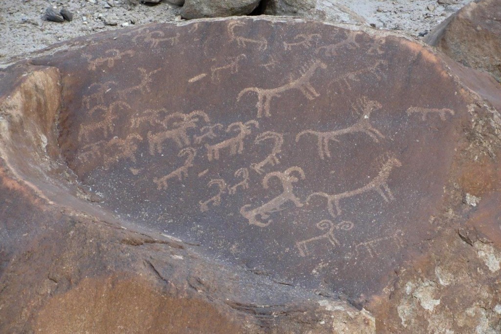 Fig. 11. Wild goats, wild sheep and onagers or wild horses on a boulder, Sasoma Military Camp.