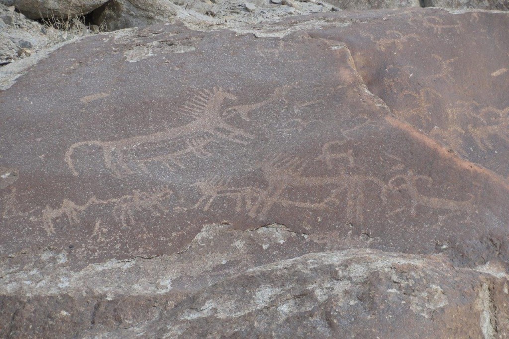 Fig. 13. Wild horses or onagers, Bactrian camel, wild sheep and goats, Sasoma Military Camp.