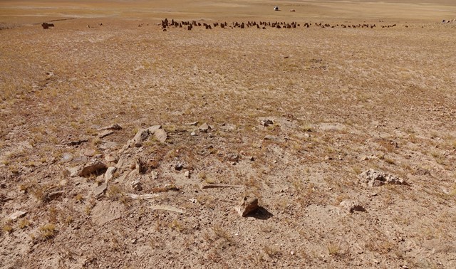 Fig. 23. Quadrate funerary enclosure FS3. Note the slabs of stone embedded in the ground edgewise that make up what remains of the structure. Note the West Complex in the background. Beyond it the author’s camp can be seen in the valley bottom.