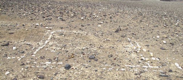 Fig. 43. The double-course cobble wall enclosure viewed from the southwest. Part of the parallel single-course cobble walls are visible on the left side of the image. Note how most cobbles jut out from the ground, creating clearly demarcated structures. These walls did not support permanent superstructures.