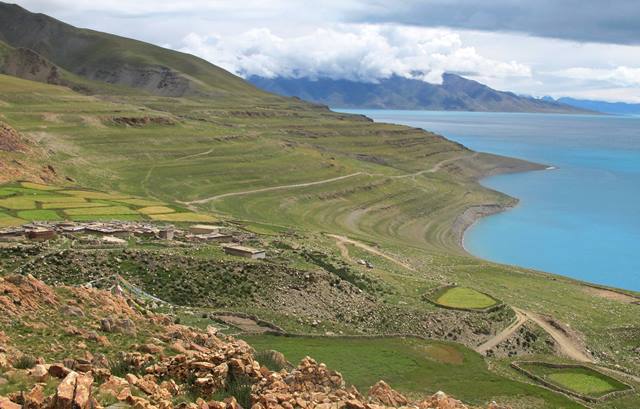 Fig. 45. Barley being cultivated at Ganglung, a village rising above the waters of Lake Dangra (4535 m asl.) on the Northern Plains (Changthang). At 4700 m in height this represents the highest elevation agriculture in the world.