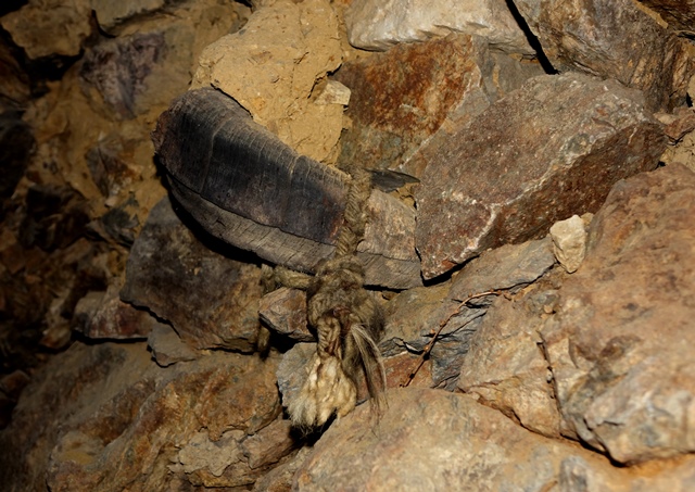 Fig. 41. Horn of a blue sheep stuck into the wall of the large cave of the middle tier. This object was used as a fastening device. Note the animal hair robe attached to it.