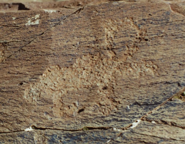 Fig. 1. Lone wild yak Prominent motifs: short tail with slightly splayed ball-shaped tuft; thick, circular horns; elongated rounded snout; S-shaped back; arched belly; two thick, unflexed legs with long rear foot Body: silhouetted Technique: deeply engraved Region: Central Changthang Estimated age: Iron Age