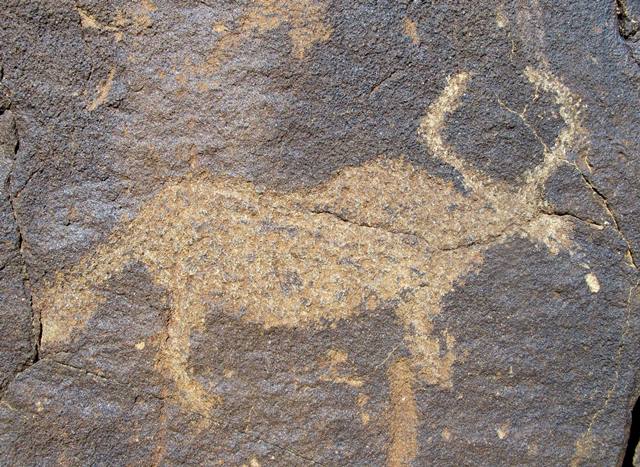 Fig. 2. Lone wild yak Prominent motifs: long tail with ball-shaped tuft; inward curving thin horns with right angle; rectangular snout; S-shaped back; rounded belly; two flexed legs Body: silhouetted Technique: moderately engraved Region: Far Western Tibet Estimated age: Protohistoric period