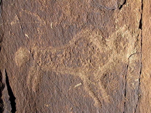 Fig. 4. Lone wild yak Prominent motifs: short tail with ball-shaped tuft; thick, circular horns; blunt snout; anterior hump; flat belly; two unflexed rear legs, one flexed front leg with foot, one unflexed front leg. Body: partially silhouetted Technique: deeply engraved Region: Far Western Tibet Estimated age: Iron Age