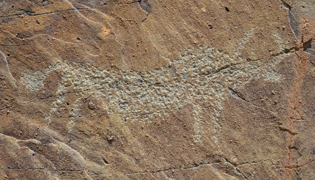 Fig. 5. Lone wild yak Prominent motifs: long tail with slightly splayed ball-shaped tuft; inward curving horns; triangular snout; S-shaped back; rounded belly; four unflexed legs Body: silhouetted Technique: moderately engraved Region: Far Western Tibet Estimated age: Protohistoric period