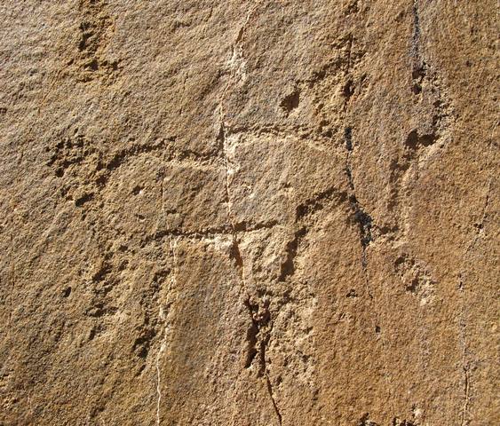 Fig. 19. Lone wild yak Prominent motifs: short tail with ball-shaped tuft; inward curving horns; square snout, top of head open; S-shaped back; flat belly; four unflexed legs Body: outlined Technique: deeply engraved Region: Far Western Tibet Estimated age: Iron Age or Protohistoric period