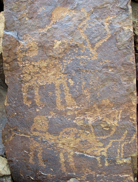 Fig. 24. Two wild yaks that appear to form integral composition Prominent motifs: long tail with large ball-shaped tuft; double curved horns; rounded/pointed snout; anterior hump; flat belly; four unflexed legs, some with feet Body: partially silhouetted Technique: moderately engraved Region: Far Western Tibet Estimated age: Iron Age or Protohistoric period