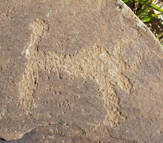 Fig. 25. Lone wild yak Prominent motifs: long tail with ball-shaped tuft; inward curving horns; rectangular snout; anterior hump; flat belly; two thick, unflexed legs Body: silhouetted Technique: deeply engraved Region: Far Western Tibet Estimated age: Iron Age or Protohistoric period