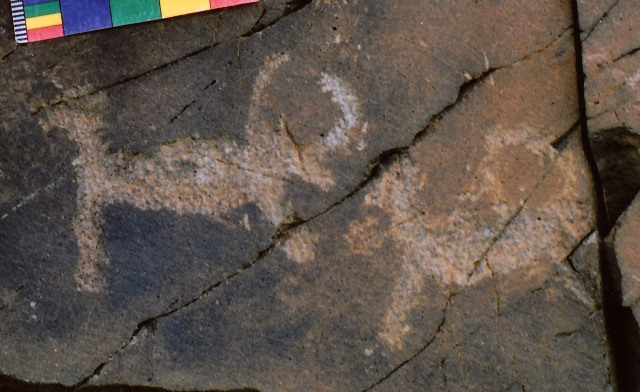 Fig. 31. A pair of wild yaks that appears to form an integral composition Prominent motifs: long tail with slightly splayed ball-shaped tuft; inward curving/circular horns; triangular snout; anterior hump; rounded belly; two thick, unflexed legs Body: outlined Technique: moderately engraved Region: Far Western Tibet Estimated age: Protohistoric period