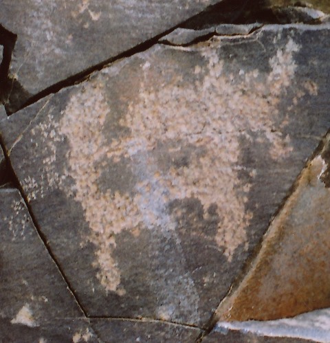 Fig. 32. Lone wild yak Prominent motifs: short tail with ball-shaped tuft; V-shaped horns; triangular snout; anterior hump; flat belly; two thick, unflexed legs Body: partially silhouetted Technique: moderately engraved Region: Far Western Tibet Estimated age: Protohistoric period