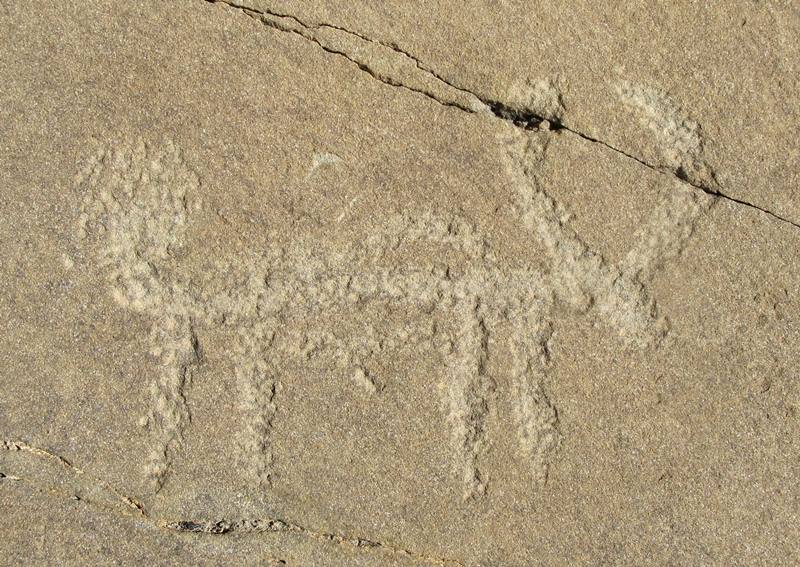 Fig. 34. Lone wild yak Prominent motifs: long tail with large ball-shaped tuft; inward curving horns; rectangular snout; anterior hump; rounded belly; four long, unflexed front legs Body: outlined with medial partition Technique: deeply engraved Region: Far Western Tibet Estimated age: Protohistoric period