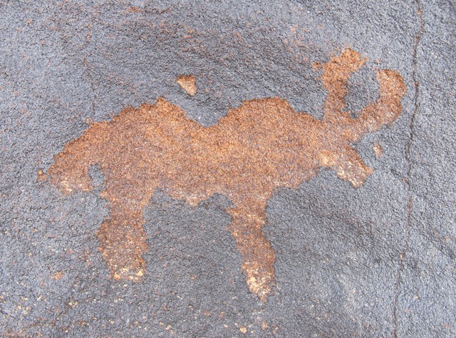 Fig. 49. Lone wild yak Prominent motifs: wedge-shaped tail; thick, inward curving horns; square snout; S-shaped back; rounded belly; two thick, unflexed legs Body: silhouetted Technique: moderately engraved Region: Western Changthang Estimated Age: Iron Age