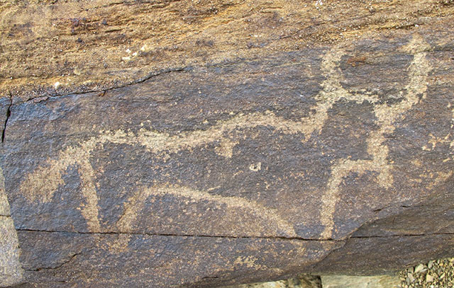 Fig. 50. Lone wild yak Prominent motifs: wedge-shaped tail; inward curving horns; triangular snout; anterior hump; arched belly; two thick, unflexed legs Body: outlined Technique: moderately engraved Region: Far Western Tibet Estimated Age: Iron Age