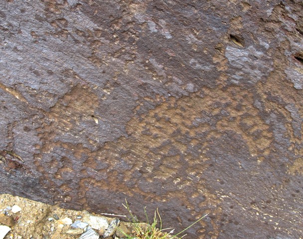 Fig. 87. Lone wild yak Prominent motifs: wedge-shaped tail; inward curving horns; anterior hump; elongated snout; rounded belly; two thick, flexed legs Body: partially silhouetted Technique: moderately engraved Region: Far Western Tibet Estimated Age: Late Bronze Age or Iron Age