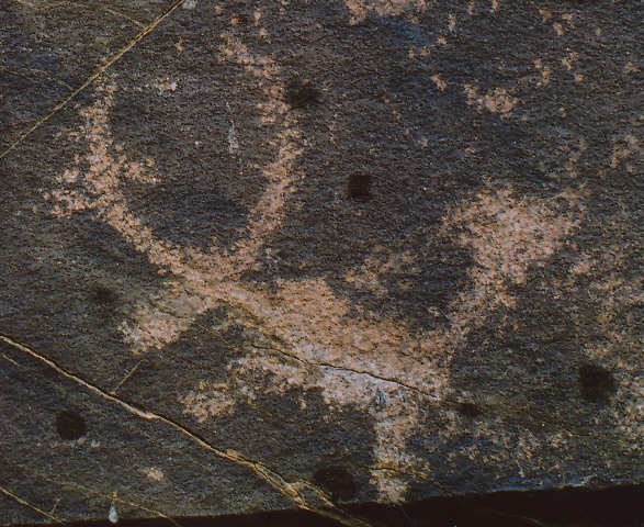 Fig. 100. Lone wild yak Prominent motifs: large wedge-shaped tail; long, inward curving horns; small anterior hump; rectangular snout; rounded belly; two thick, unflexed legs Body: silhouetted Technique: moderately engraved Region: Far Western Tibet Estimated Age: Iron Age or Protohistoric period