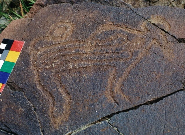 Fig. 149. Lone wild yak Prominent motifs: long, upward pointing ball-shaped tail; circular horns, top of head open; anterior hump; square snout; flat belly; four flexed legs Body: outlined, horizontal parallel lines with anterior round extension motif Technique: deeply engraved Region: Far Western Tibet Estimated Age: Iron Age